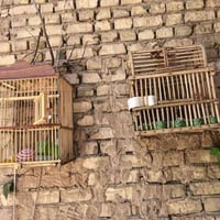 قفص بلابل • عدد ٢ • بغداد