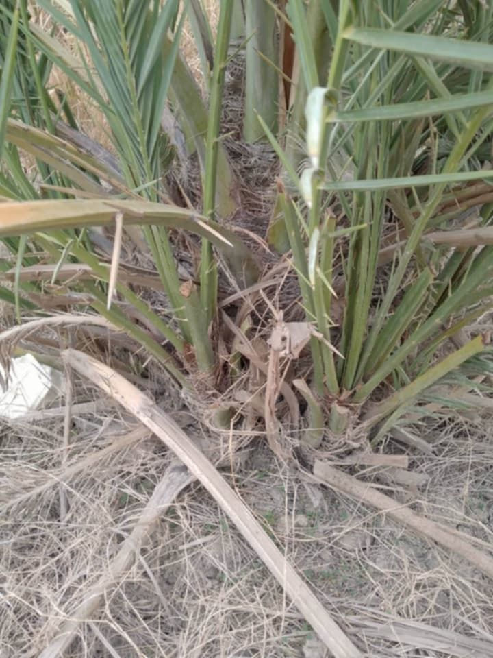 على بركة الله
متوفر فسائل بريم وبربن حجم وسط - متعدهن بالصنف وتجي بشهر 9 تشوف الام وتاكل منها
البريم. 25 الف.  - البربن.  20 الف
المكان ناصرية طريق المطار


**إذا كنت صاحب هذا الإعلان وتريد حذفه لأي سبب، رجاءا أرسل رسالة إلى الدعم الفني**