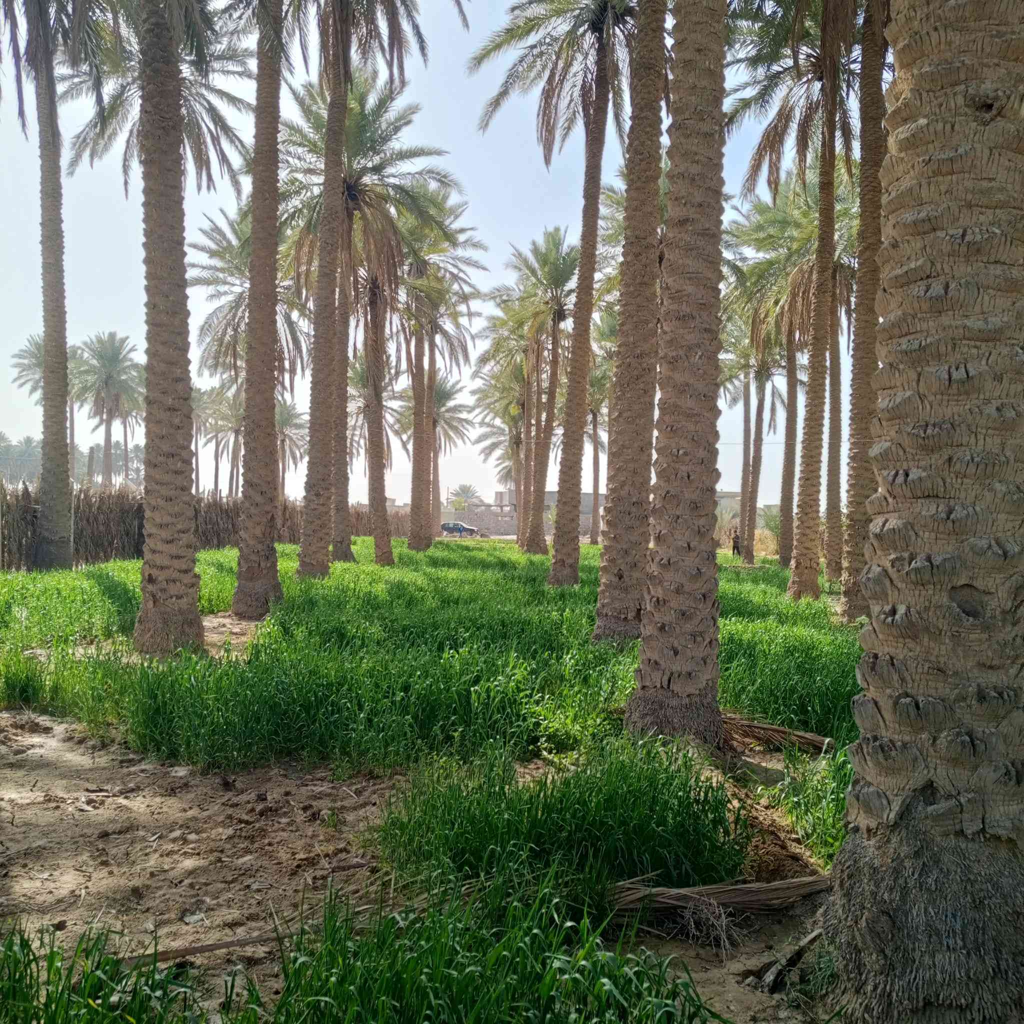 السلام عليكم ارض للبيع دونم و700متر الأرض مسيجه النزال33 متر الوجه 100  منطقه الصقلاوية قرب شيخ حكمت طابو زراعي سند 25 الاستفسار ***********
*********** الانبار فلوجه
