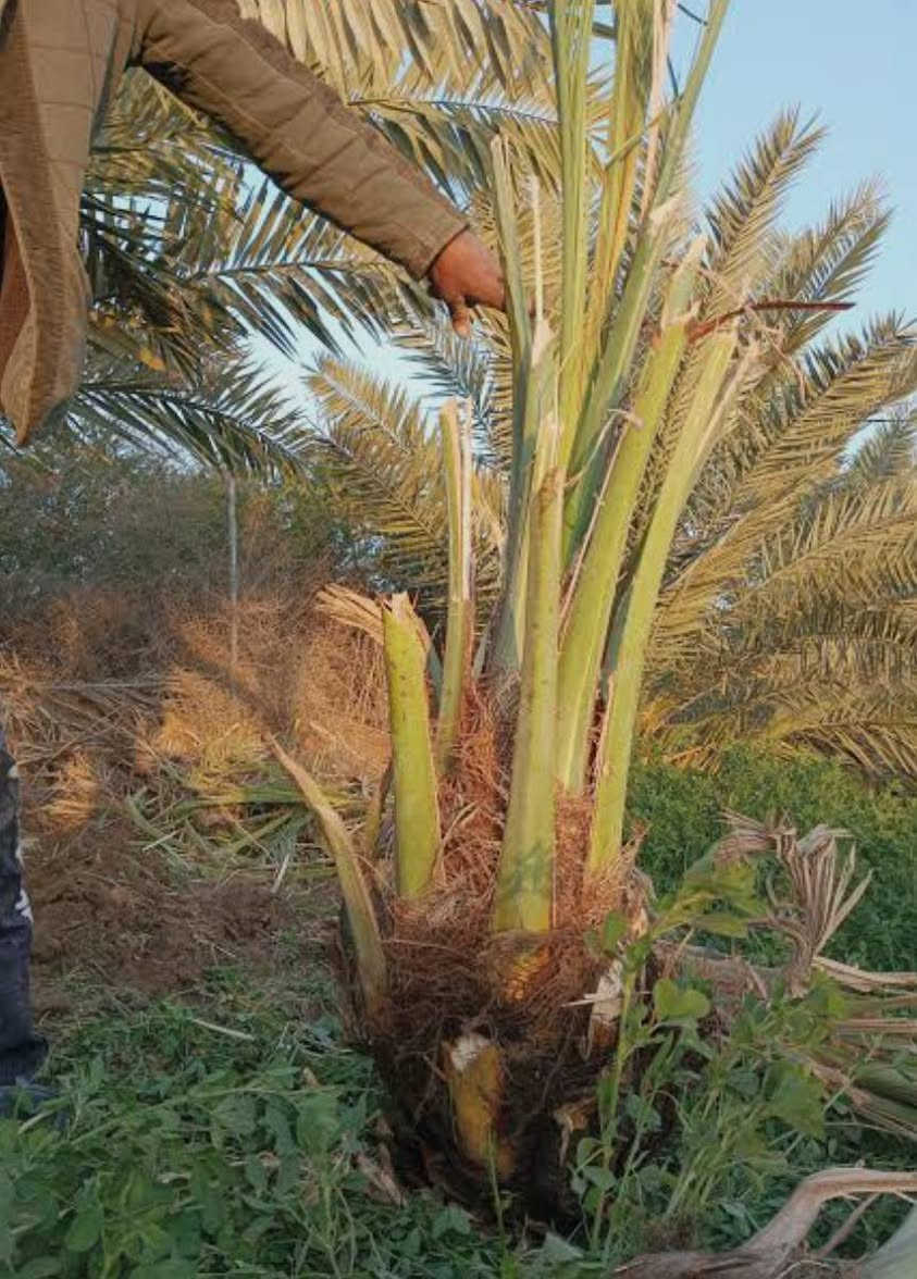 السلام عليكم يتوفر فسائل شويثي اصفر حجم كبير بسعر مناسب ‏📍 قضاء النصر طريق نصر دوايه للتواصل ‏‪***********‬‏
