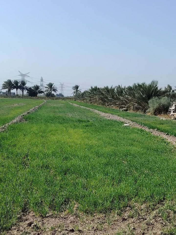 السلام عليكم ارض للبيع  ثلاث دوانم ونصف بسمي مع بيت بناء جديد  طابوق البيت كونكريت  مسلح شيش اوكراني كامل غرفتين مع صالة مع مجمع صحيات داخل وخارج مع استقبال  مع خدمات ماء اسالة وسقي وكهرباء مع نخلة العدد 35 نخلة حمالة متنوعة الاصناف  العنوان بابل ابي غرق العنوان خلف معهد ابي غرق 

للاستفسار  عن السعر اتصل او واتس اب 

 ***********

***********

