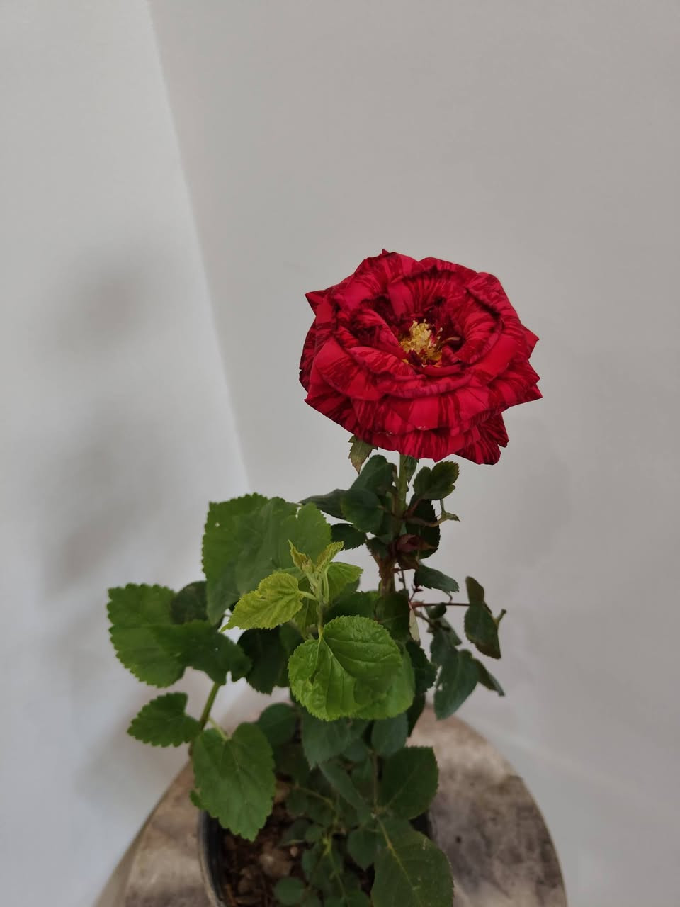 رمضان كريم 

وصول وجبة جديدة من النباتات الظلية والمنزلية 

جميع النباتات بصحة جيدة ومطابقين للصورة

مكاني موصل حي السكر قرب جامع الرحمة 

يوجد توصيل داخل الموصل ولجميع محافظات العراق 

للحجز والطلب مراسلة الصفحة او التواصل على رقم الواتس 

***********

لمعرفة الاسعار علق عالنبتة التعجبك ونردلك السعر 

#برعم_للنباتات_المنزلية
#نباتات_ظلية
