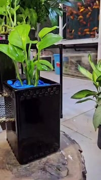 نباتات زينة • ديكور حديقة • زراعة منزلية