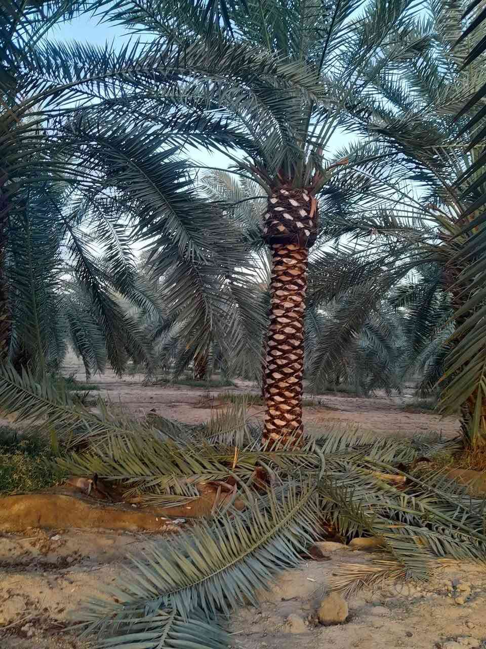 نخيل مثمر للبيع جميع الاطوال متوفره رقم تليفون 0775006415


**إذا كنت صاحب هذا الإعلان وتريد حذفه لأي سبب، رجاءا أرسل رسالة إلى الدعم الفني**