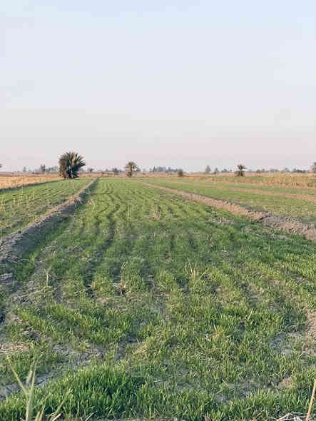 ارض المساحه ١٦ دونم للبيع طابو زراعي سند ٢٥ سعر الدونم تباع حسب الطلب اقل شي دونم سعر الدونم ٧ونص وبيها مجال خدمات مي وكهرباء تبعد عن الكاظميه نص ساعه سند مستقل العنوان سبع البور ذراع دجله الشيخ عامر العيساويه 
***********
***********
