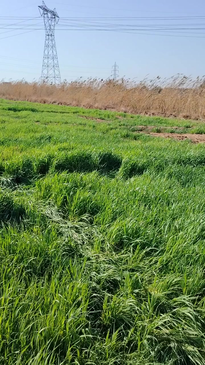 سلام عليكم كاع للبيع 8دونم مع بيتين ماء رساله ماء ونهر سكي شتاء صيفي  ماطورين كاز وقرطاس لكاع سند 35/ ***********
