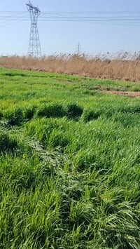 كاع للبيع 8دونم مع بيتين ماء رساله ماء ونهر سكي شتاء صيفي  ماطورين كاز...