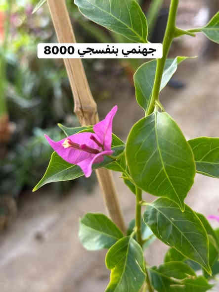 اتوفرت وجبة نباتات  نادرة ومميزة 
طبعا النوادر الي ننشرها هي  نوادر سهلة العناية 
بأرخص اسعار على مستوى العراق 
واكيد هدية مع كل طلب 🎁 
عنوان الموصل فيصلية قرب المحكمة القديمة 
متواجدون حتى ساعة 12 ليلاً 
 يوجد  لدينا توصيل لجميع المحافظات بتغليف جيد حيث يصلكم النبات مطابق للصور
***********
***********
