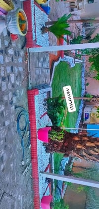 هندسة حدائق • زراعة ثيل • النجف