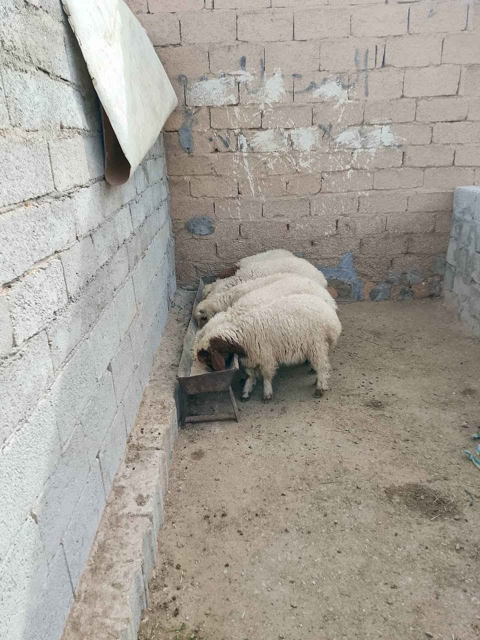 السلام عليكم
متاح (6) خرفان (4) فطايم وطليان (2) مثل ما واضحات گدامكم خشنات وحلوات يرهمن ذبايح ويرهمن ربط للي يدور يربطهن شرط النصاح علئ كل عيب المكان القائم الكرابله حي الزيتون تواصل اتصال ( *********** بيه واتساب
(ملاحظه التوصيل داخل قضاء القائم فقط)
