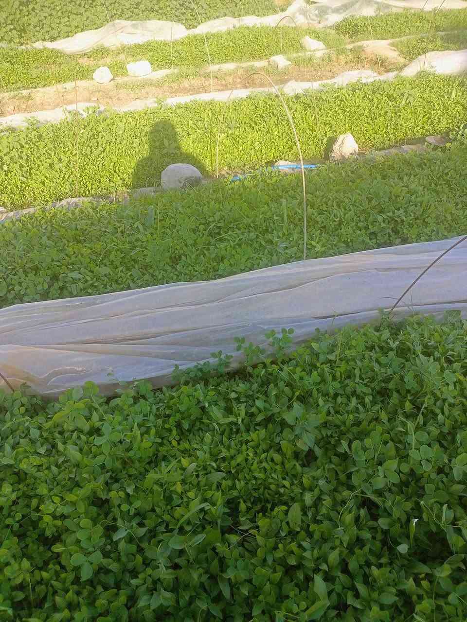 سلام عليكم اهل الشمسي يوجد شتل لدنيا فلفل عبود درجه اولى ابو قاسم لقب داي عماد اي استفسار خابر رقم ***********  مكان أمام زين العابدين
