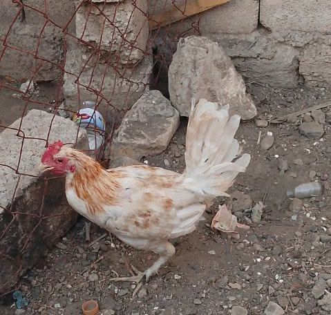 ديك دجاج عدد اثنين
السعر 25


**إذا كنت صاحب هذا الإعلان وتريد حذفه لأي سبب، رجاءا أرسل رسالة إلى الدعم الفني**
