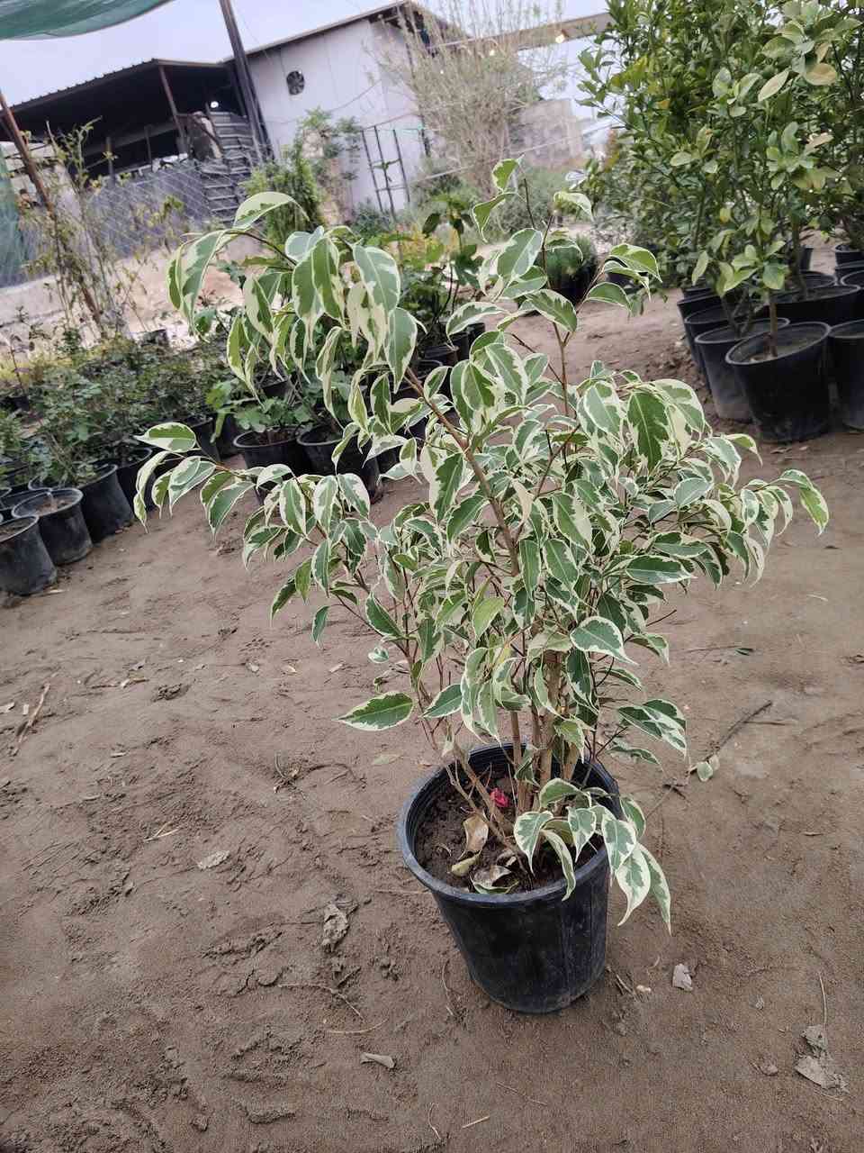 السلام عليكم
عرض اليوم
نبات فكس بنجامين
القطعه اب 8000الاف 
توصيل موجود للمناطق القريبه
الموقع /قضاء الخالص _ناحيه هبهب _عرب شوكه قرب مندي ماجد

واتس او للاتصال
***********
