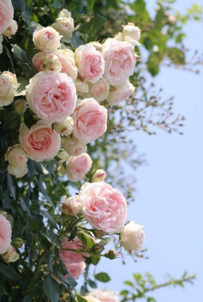 مزرعة للعوائل✔️والشباب 
السعرررررررر🧨
بنضام الشفتات✔️
شفت صباحي من9الى6مساء
شفت مسائي من8الى7 صباح 
متوفر✔️✔️✔️
جلسه عربية 
حديقة كبيرا جدا تصلح للمناسبات 🎈واعياد الميلاد 🎂🎉
مكان خارجي مخصص لشوي السمك والمشاوي 🍖
كهرباء متوفرا على مدار 24ساعه 👍
ومكيف 24بدون انقطاع 🥶
فيشه🏀
بلياردو 🎱
مسبح🏊
صاله كبيرا      موثث بشكل لطيف ✔️
🛑2غرف منام 🛌
🛑2صحيات شرقي وغربي 🛀
🛑مطبخ متكامل🍽️ 
🛑كراج كبير 🚗🚙
العنوان بغداد البوعيثة 
للحجز الاتصال***********
🛑🛑...
متوفر واتساب او مراسله الصفحه
