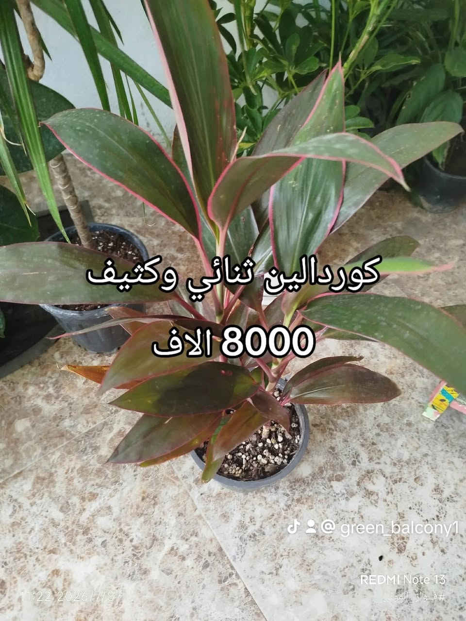 🌿🌸 أسعار منافسة... وعروض مميزة 🌸🌿

نوفر لكم:
🌱 نباتات داخلية وخارجية.
🧪 أسمدة متنوعة.
🛡️ مبيدات حشرية وفطرية.
🌾 أوساط زراعية.
🎁 هدايا مجانية مع بعض الطلبيات (لفترة محدودة).

📍موصل الجديدة – سايدين – حي العامل
قرب منفذ كي كارد تاج السعد.

📞 *********** (اتصال وواتساب)
📞 *********** (واتساب)

🚚 توصيل داخل مدينة الموصل.

🤍 دعمكم بإعجاب أو تعليق يساعدنا على الاستمرار، وشكرًا لثقتكم.

فواز المولى | عيادة الزراعة المنزلية

#فواز_المولى #عيادة_الزراعة_المنزلية #سوبر_بروتينات_نانو #سوبر_كرين_21 #نباتات_داخلية #اسمدة_كيميائية #زراعة #تكاثر_النباتات #الموصل
