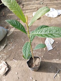 لنك الدنيا • كاريزيا • توصيل بغداد