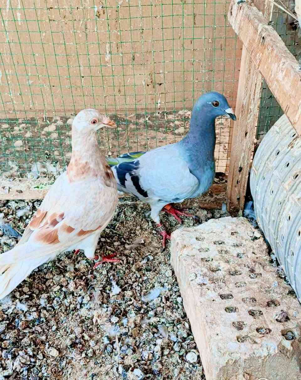 ألهم صلي على محمد وال محمد
سلام عليكم متاح  امهاتهن 3زواج وبناتهن 3 سرعه وذكاء الي يحب يقتنيهن يتصل
*********** __*********** عنوان واسط توصيل حسب الاتفاق
