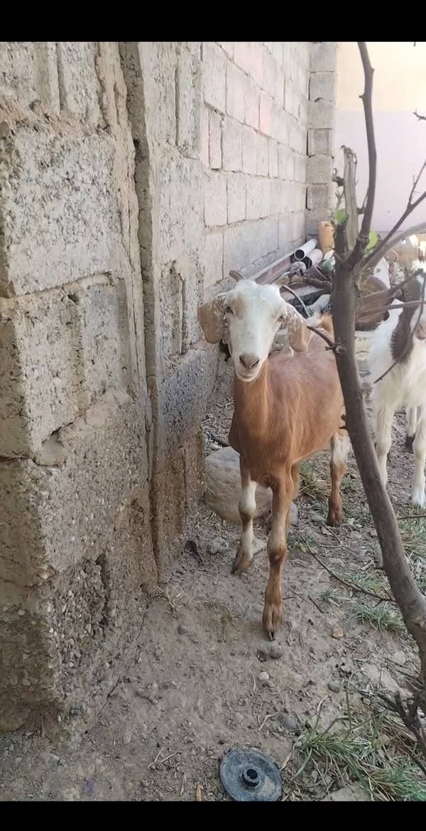 السلام عليكم بسم الله ما شاء الله
صخله للبيع ناصحه خير من الله اعشرة  السعر150
العنوان بغداد التاجي
***********  واتساب
***********  واتساب
