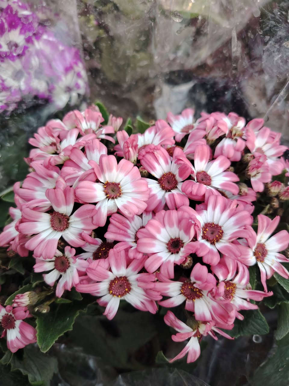 🌸 نبات السناريا 🌸
شوف الجمال شلون يحچي بنفسه
ألوان جذابة وتزهير يسرّ العين
شمسي ☀️
دائم الخضرة 🌿
مثالي للحدائق والأصص
💰 السعر: ٧٠٠٠ دينار
📍 متوفر في مشتل ضفاف دجله 🌸


**إذا كنت صاحب هذا الإعلان وتريد حذفه لأي سبب، رجاءا أرسل رسالة إلى الدعم الفني**