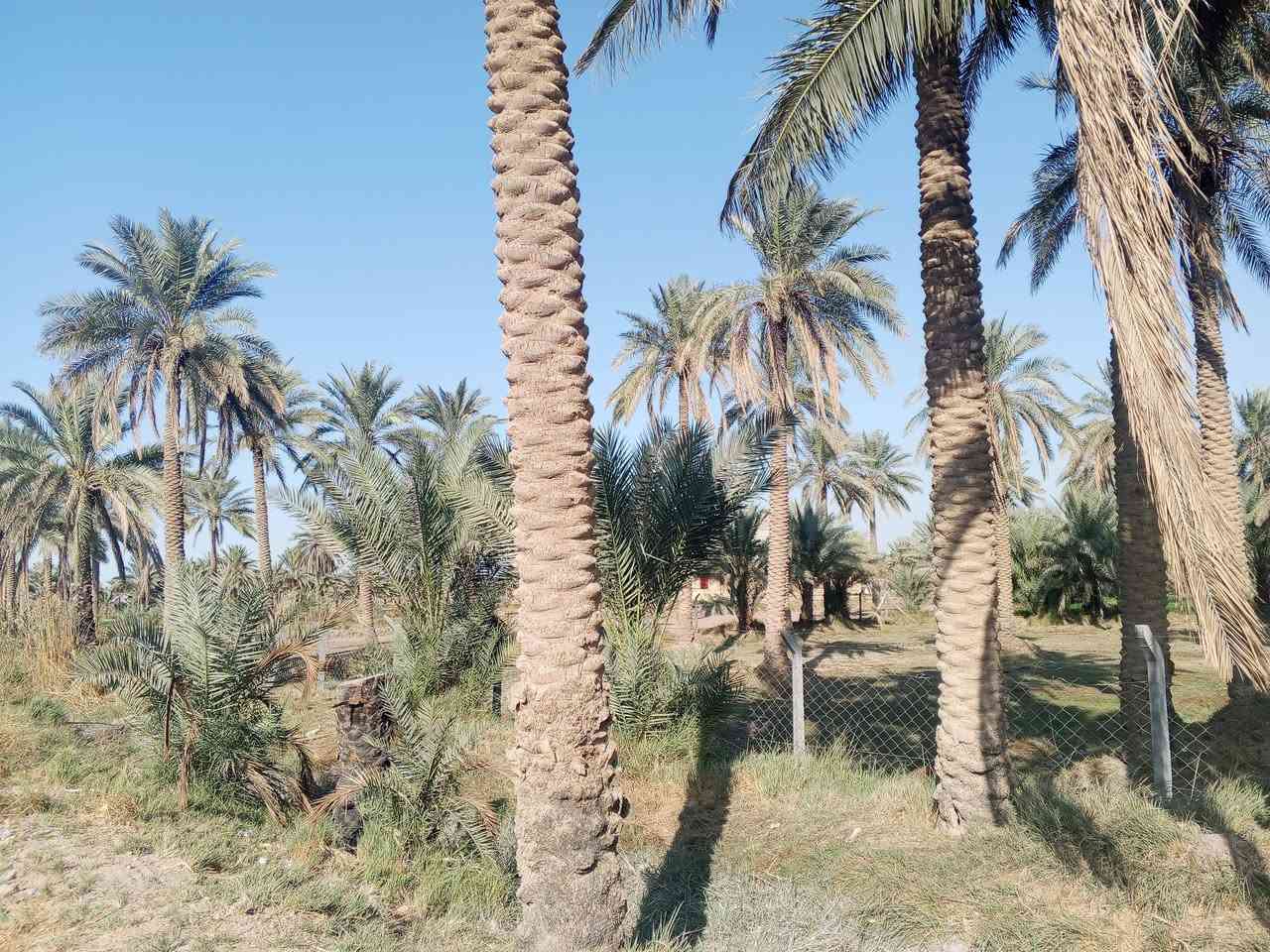 2100 متر طابو زراعي سند 25 سند جديد
الواجهه 44 متر ع الشارع العام مباشر تجاري
تتوفر كافة الخدمات ماء اساله وكهرباء وسقي
المكان شارع بني سأله الشارع الرابط بين العلويه شريفه وطويريج قرب حسينية سيد شاكر القصير 
الأرض كما موضحه في الصور

للاستفسار الاتصال على الرقم ***********
