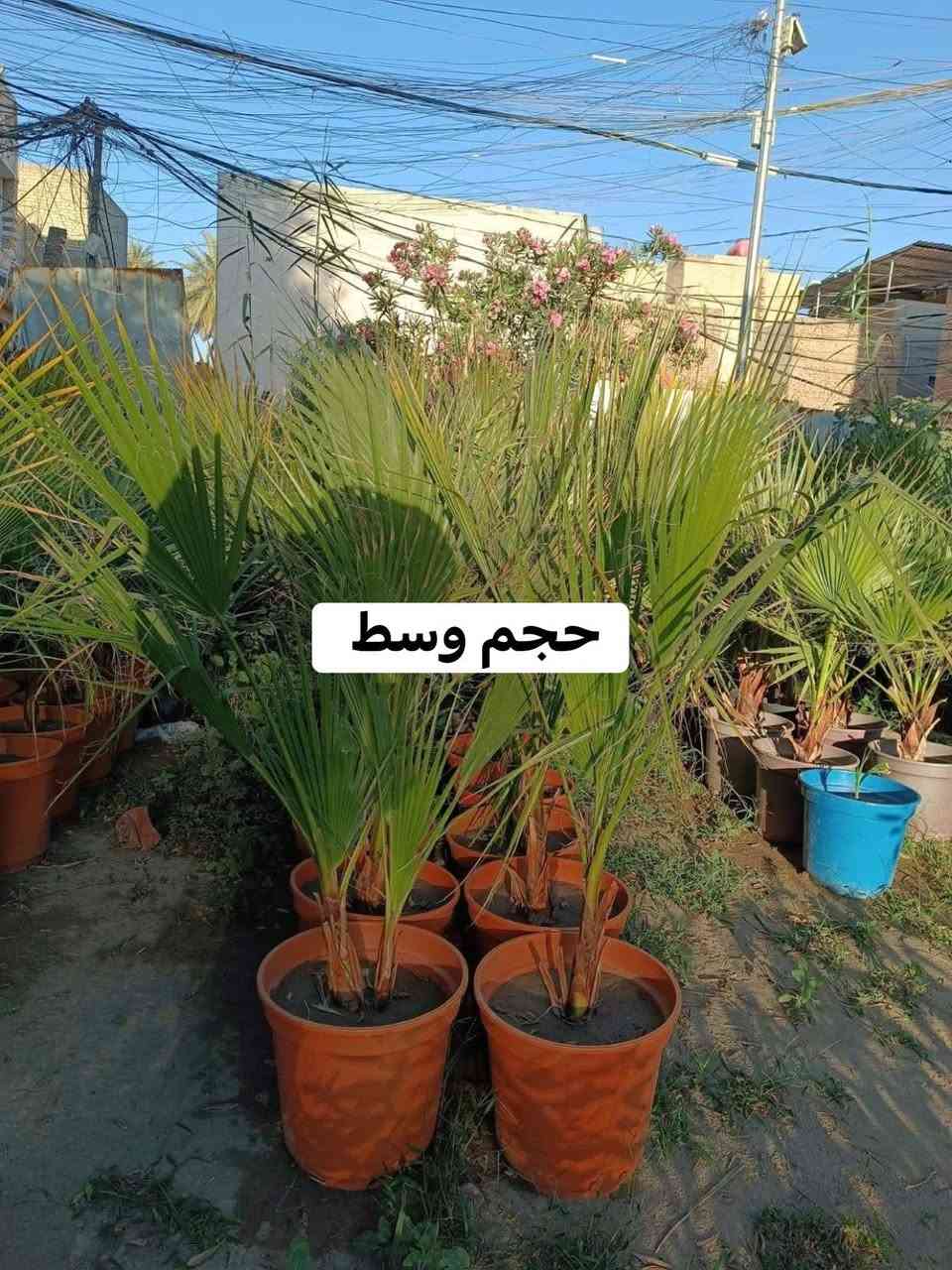 عرض خاص لأصحاب مشاتل الجملة 
يتوفر لدينا نخيل الواشنطونيا  مزروع بالسندان حجم 35
✅️العدد ٢٠٠شتلة 
✅️سعر شتلة الحجم الكبير 15 آلاف   
الحجم الوسط 12
البيع جملة فقط 
للاستفسار اتصال على الرقم 
***********
