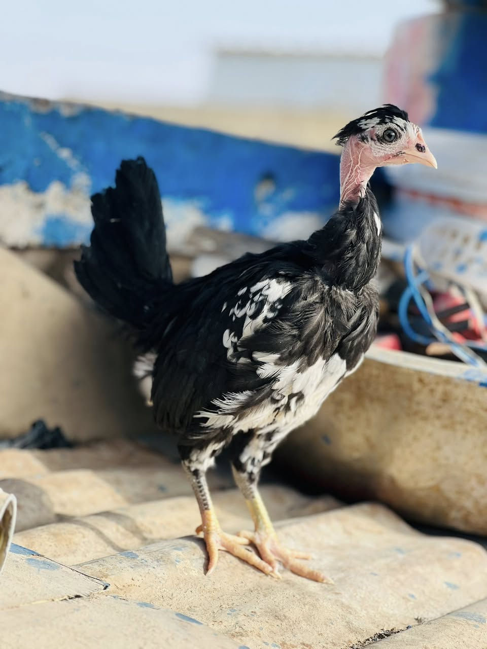 متاح فروجات ورد الباكله٥ دجاجات وديج الديج ابيض ورصاصي مقطع الامهات موجود بلمنشور  سعر الزوج 45 وبيهن مجال مكاني بصره كرنه قرب المستشفى ***********
