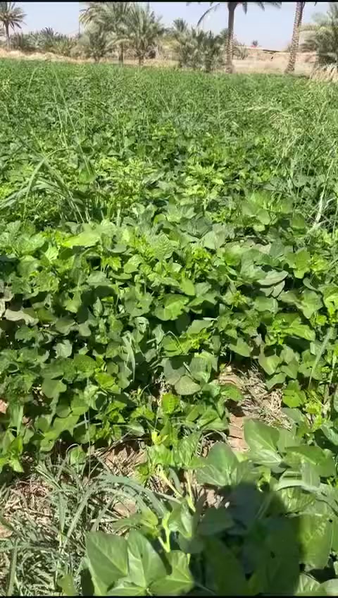 سلام عليكم يوجد لدينة بذر لوبية درجة أولى لمكان ديالى دلي عباس لستفسار عل رقم ***********
