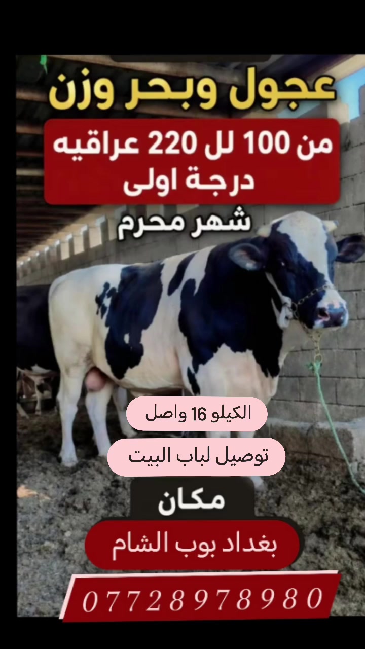 سلام عليكم
الى اهلي بوب الشام 
للبيع
عجول  وبحر وزن
من 100 كيلو  ال220 كيلو عراقيه
درجه اولئ
شهر محرم
كيلو 16 واصل الباب البيت
وحنا بلخدمه


**إذا كنت صاحب هذا الإعلان وتريد حذفه لأي سبب، رجاءا أرسل رسالة إلى الدعم الفني**