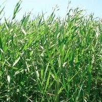 يوجد اذره حشيشيه للظمان اذره عاليه العنوان قرب تقاطع النهروان منطقة ال...