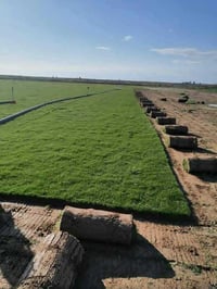 ثيل طبيعي خضار ونعومه هندي ايطالي فرنسي اسباني مستعدون لتجهيز المحافضا...