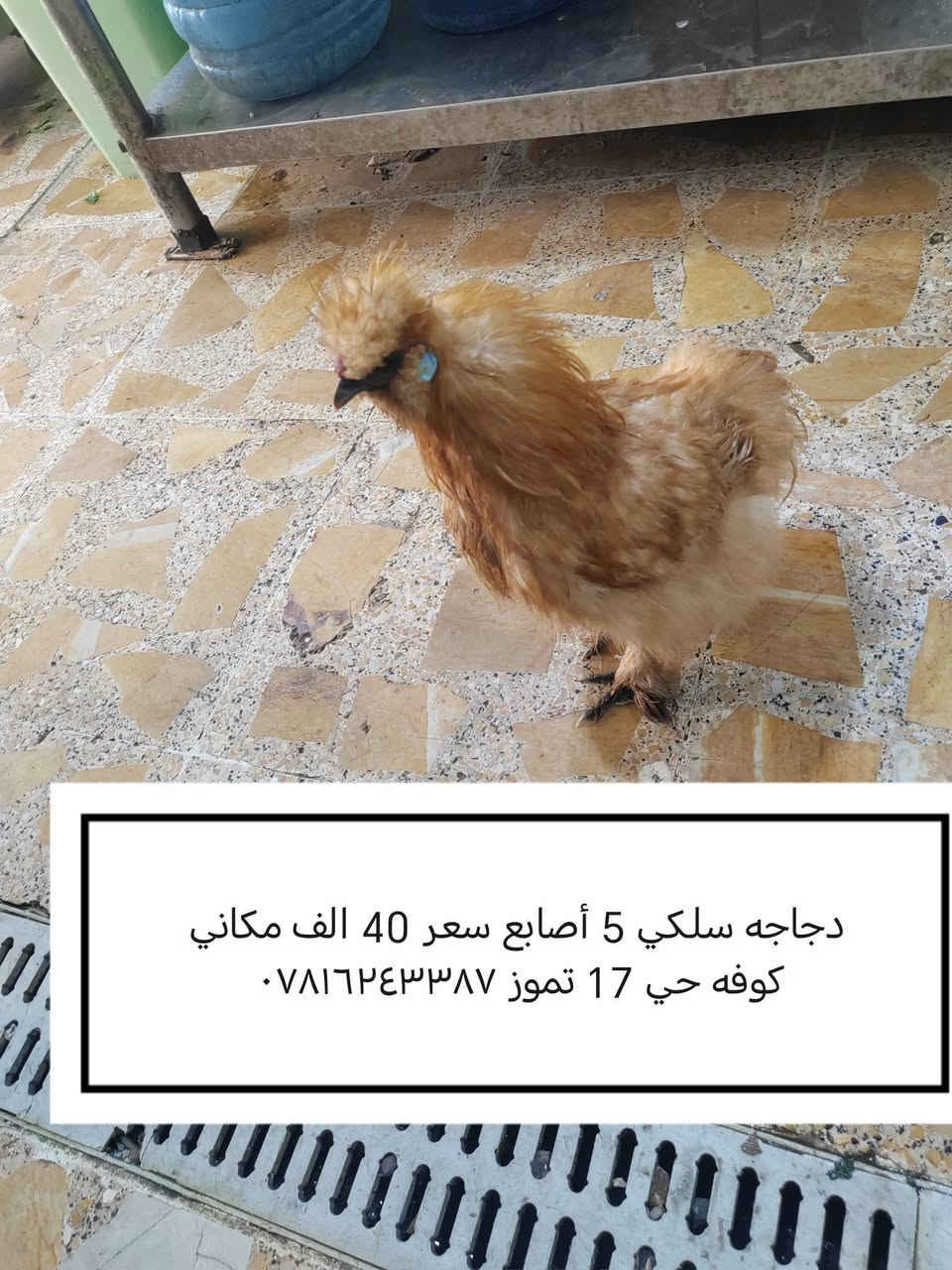 ‎ﻏﺮاض ﻟﻠﺒﻴﻊ‎ كوفة, النجف


**إذا كنت صاحب هذا الإعلان وتريد حذفه لأي سبب، رجاءا أرسل رسالة إلى الدعم الفني**