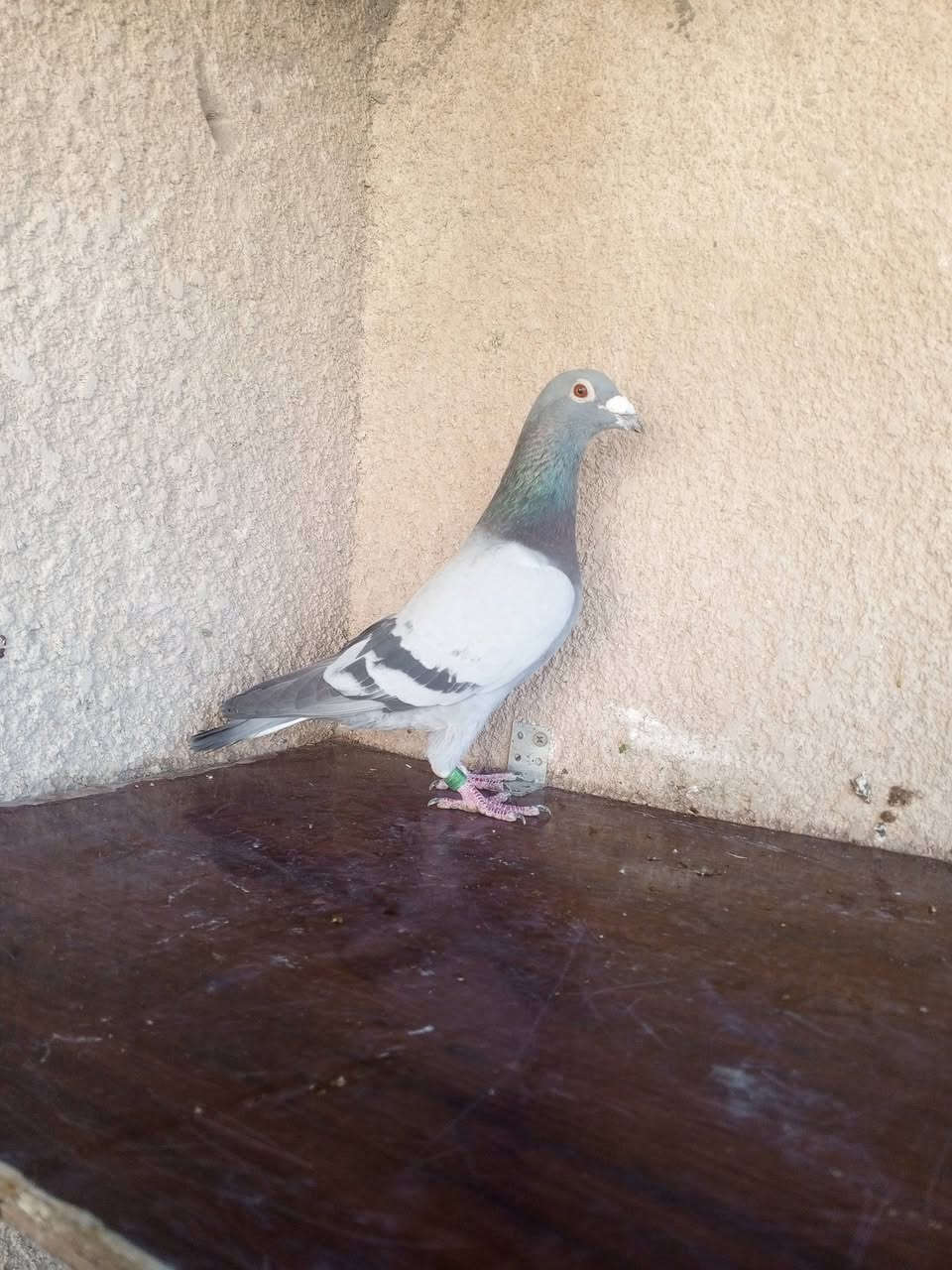 السلام عليكم متاح زوج فحله قلمين روابطهن 2023
فحله خشنات ومرتبات واضحات بل تصوير مكاني بغداد حي ؤر ام الكبر والغزلان وهذا رقمي ***********
