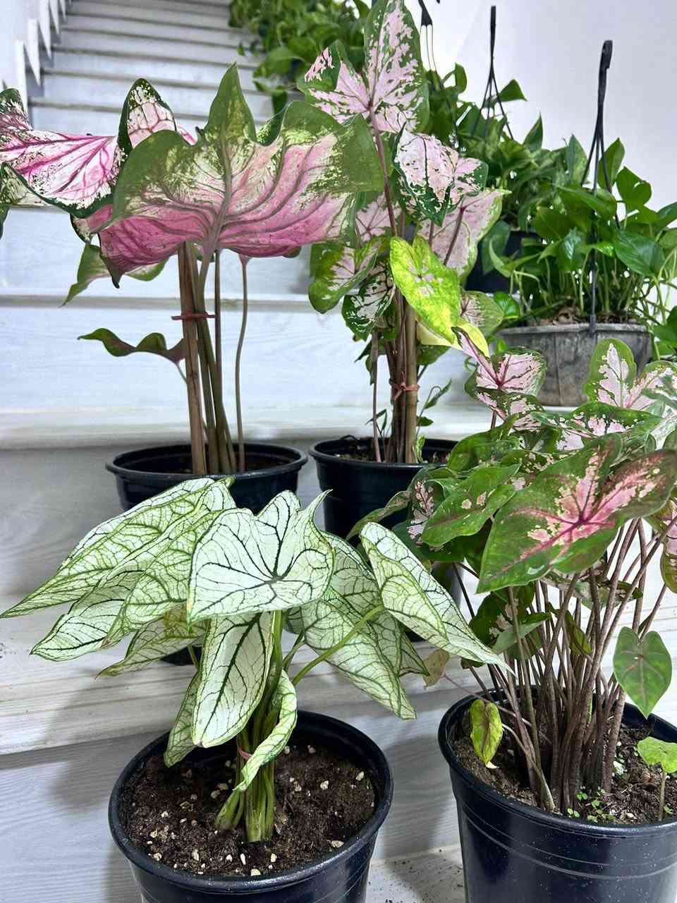 🌿✨ نباتات ظل داخلية متوفرة ✨🌿
أجمل تشكيلة من النباتات الداخلية لإضافة لمسة من الجمال والحيوية على منزلكم أو مكان عملكم. 🌱💚
✔️ نباتات صحية ومختارة بعناية
✔️ مناسبة للأماكن الداخلية
✔️ أسعار مناسبة وجودة مميزة
📩 للحجز والاستفسار مراسلتنا على الخاص.
@إشارة


**إذا كنت صاحب هذا الإعلان وتريد حذفه لأي سبب، رجاءا أرسل رسالة إلى الدعم الفني**