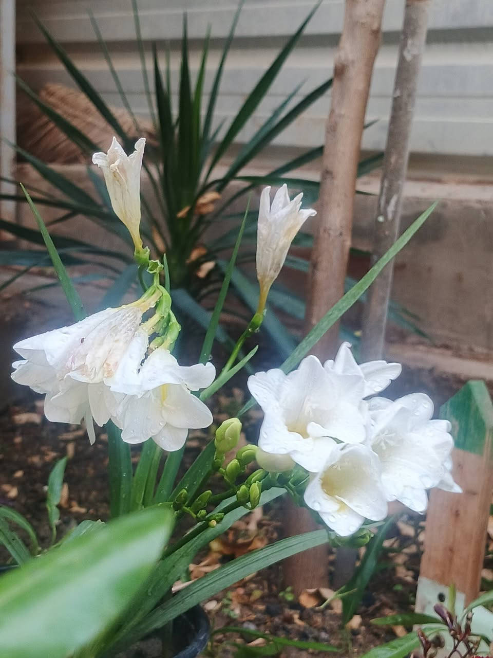 نبات ( ابصال الفريزيا) نبات من النباتات الشمسية المعمرة 🌿 

السعر: 3000 دينار عراقي 🇮🇶 

توصيل لكافة انحاء المجمع 🚘 

للطلب والاستفسار ⬅️ خاص 
واتساب ⬅️ 7877528522

الموقع الرسمي 🌐 الانبار ـ عامرية الفلوجة مجمع الاخاء السكني مقابل جامع الرحمن.


**إذا كنت صاحب هذا الإعلان وتريد حذفه لأي سبب، رجاءا أرسل رسالة إلى الدعم الفني**