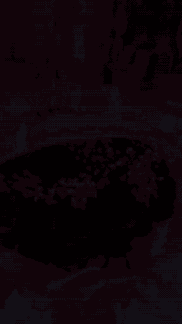 بوكي ورد طبيعي خطوبة 👰💍🤵خليك مميز واهدي من تحب اجمل بوكيهات الورد الطبيعي🌹 ♥️ 
متوفر دفع  ماستر او رصيد اسياعنوان  ميسان/قطاع 28شارع السوك مجاور مجمع محمد الموسوي يوجد لديناخدمه توصيل 🚕 رقم الهاتف طلب السريع ***********
