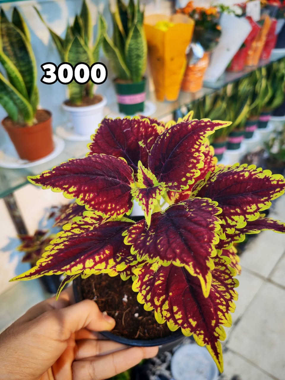 متوفر كميه قليله والاسعار عالصور 🥰


**إذا كنت صاحب هذا الإعلان وتريد حذفه لأي سبب، رجاءا أرسل رسالة إلى الدعم الفني**