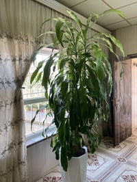 حلبجة • وردة طبيعية • ديكور