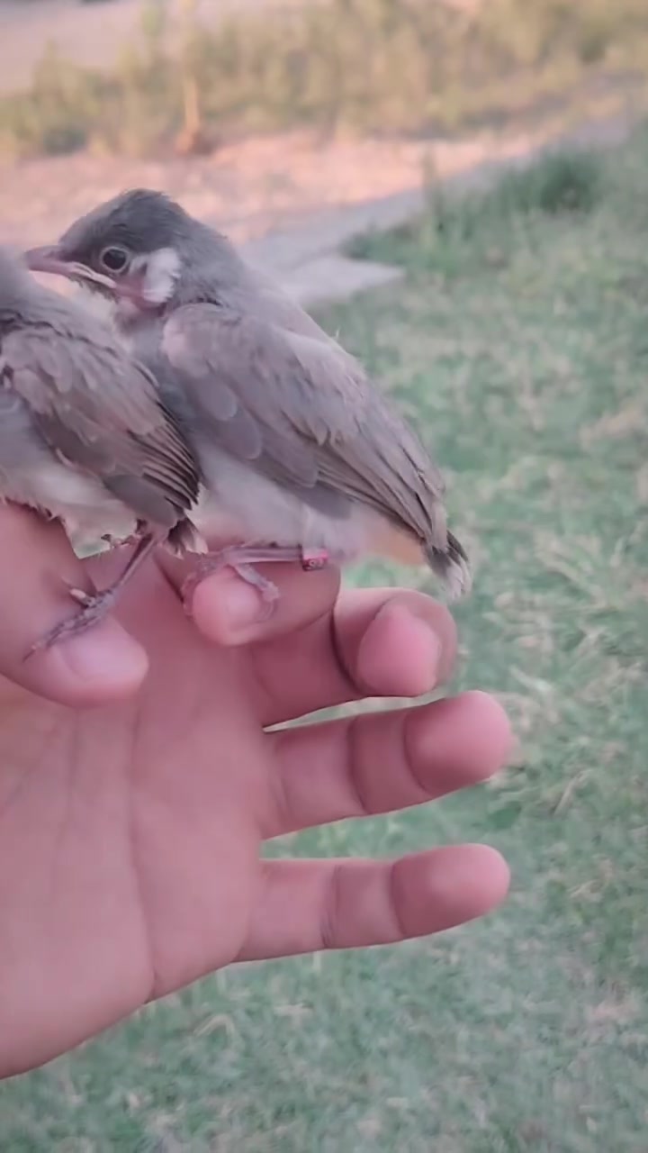 متاح عش واحد


**إذا كنت صاحب هذا الإعلان وتريد حذفه لأي سبب، رجاءا أرسل رسالة إلى الدعم الفني**