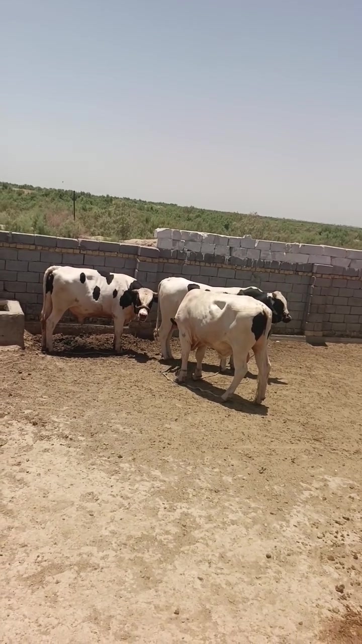 يالله ذباحت يوم الخميس ذني العجول  3 بأجر ينذبحن الله شاهد عليه اتفقو وياي كصاصيب الفهود كلهه صلاح بيع الكيلو ب 16 الفهود تشتري ليش حته الله مايرضه ناس ماعدهه خطيه عايشه عله العطاله بس انته مخرب سوكنه أنه أبيع بكيفي لحد يدخل عليكم شهر محرم الحرام  لحد يدخل بينه جا عليمن ذابين فلك بمحرم

أقره المنشور @إشارة


**إذا كنت صاحب هذا الإعلان وتريد حذفه لأي سبب، رجاءا أرسل رسالة إلى الدعم الفني**