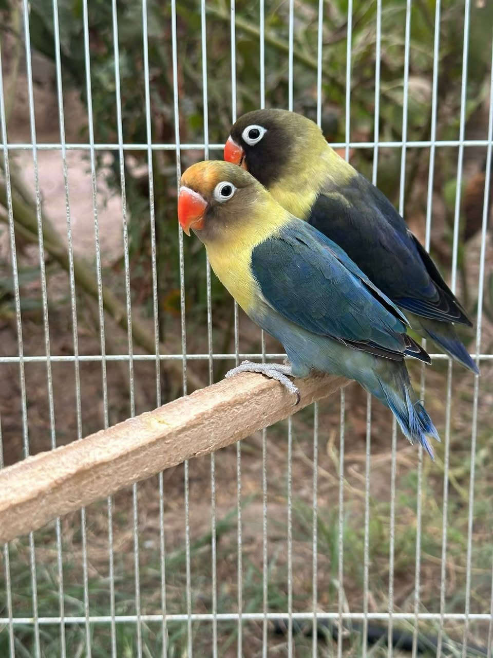 اللهم صلي علا محمد وال محمد
توفر غندور ازواج امامي تكاثر
 اراسلك او تراسلني ♥️♥️
للحجز الاتصال
رقم 💐 ***********
واتساب رقم 💐 *********** 
رجائآ المو شراي لا يتصل
توصيل موجود
