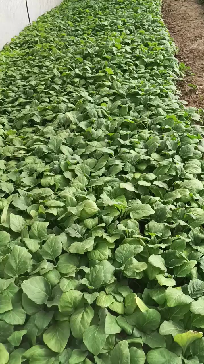 السلام عليكم اخوان توجد دايا مال بيتنجان البزر سوري اتعهد بالنوعيه مثل ما موضح بالصوره المكان بابل النيل جسر كيش اتصل على الارقام  ***********ا ***********
