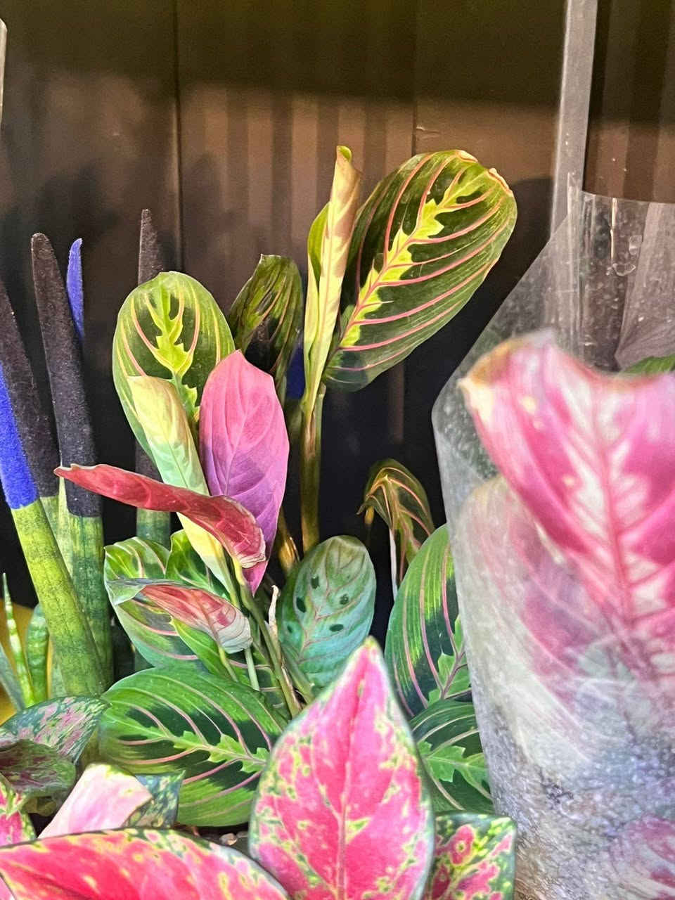 من مشتل البيجية.. الطبيعة بين يديك! 🌸🌵
لا تكتمل أناقة منزلك إلا بلمسة خضراء. تشكيلة مميزة من النباتات المنزلية والزهور العطرية بانتظارك في المنصور.
📍 تجدونا في:قرب براند اوتليت،البيجية، الكرخ، بغداد.
📞 للطلب والاستفسار: ***********
#مشتل_البيجية #نباتات_منزلية #جمال_الطبيعة #بغداد #المنصور
