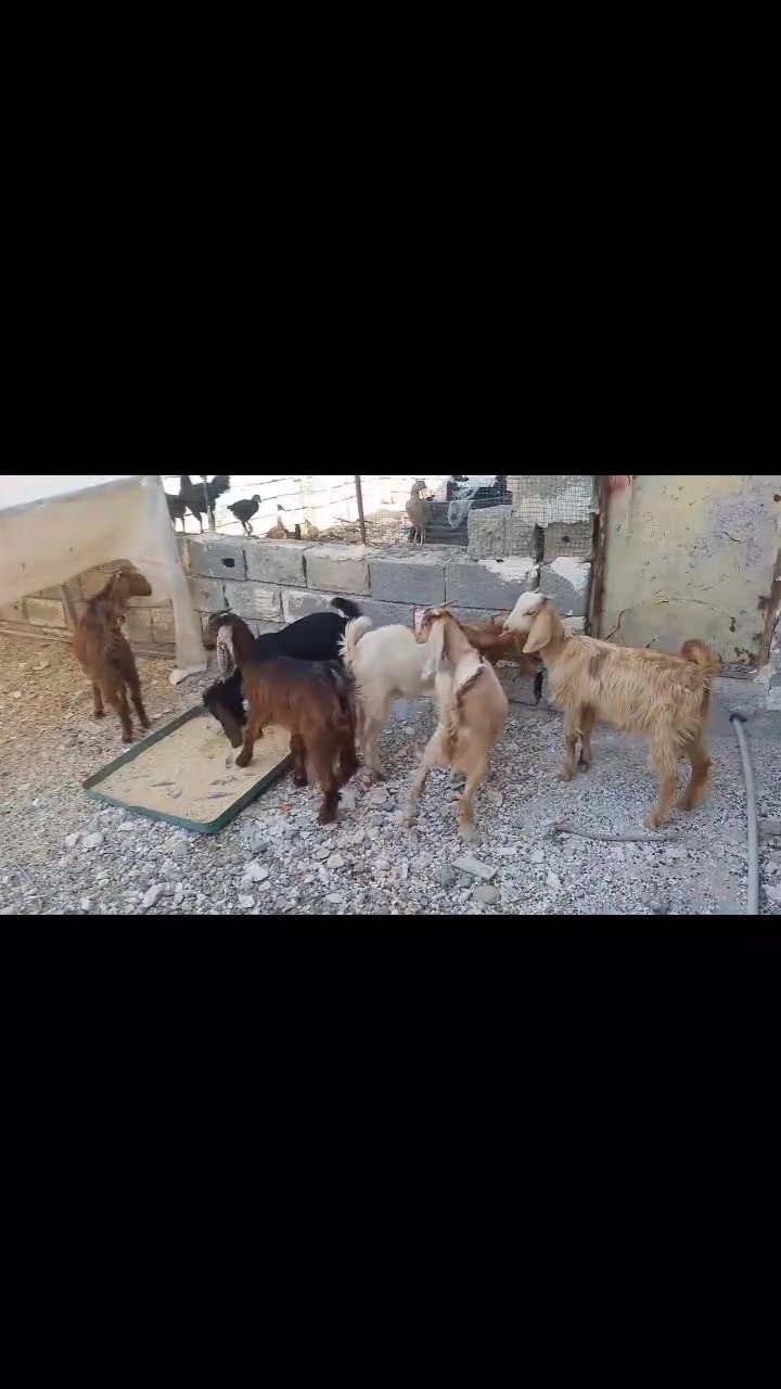 صخول للبيع عدد 2فحل 4نثيه ***********
