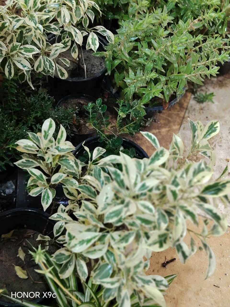 بۆفرۆشتن گەیاندن هەیە


**إذا كنت صاحب هذا الإعلان وتريد حذفه لأي سبب، رجاءا أرسل رسالة إلى الدعم الفني**