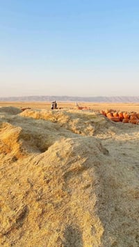 تبن حنطة • درجة اولى • ديالى جلولاء