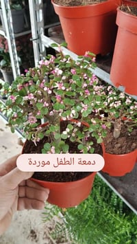 البيوت التي تسكنها النباتات تسكنها الطمأنينة 🕊️ أحيطوا أنفسكم بالجمال ...