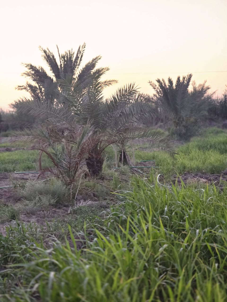 أرض زراعيه مساحتها ( دونم ونص)  ( ٣٧٠٠ )م للبيع  يوجد فيها نخيل 
تتوفر فيها كافه الخدمات
المكان / منطقه البوصالح    للاستفسار الاتصال على الرقم
***********
