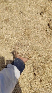 تبن • نضيف أبيض • العظيم