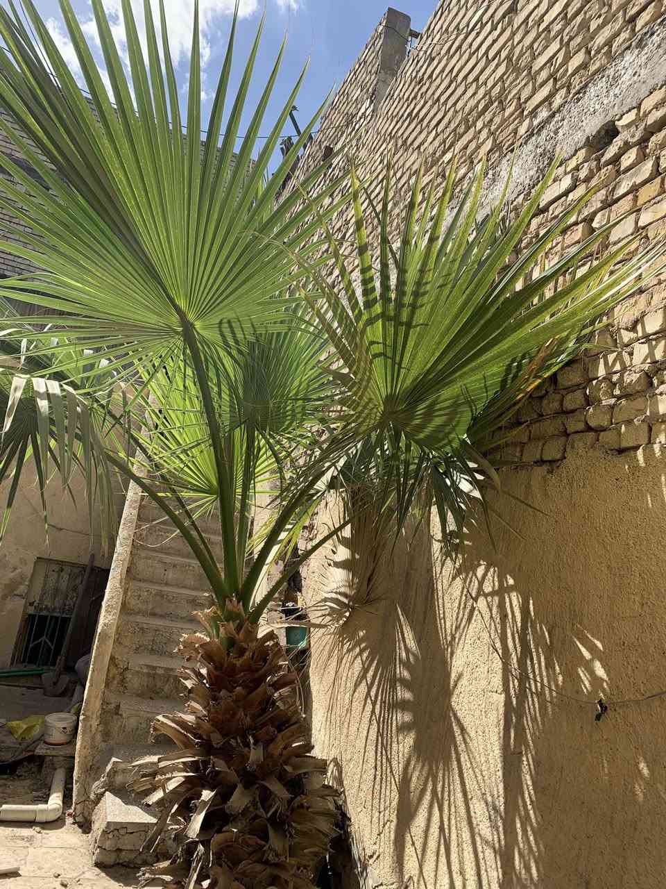 للبيع بغداد مدينه الصدر سعره ب350وبيه مجال قليل تواصل رقم الواتساب فقط ***********
