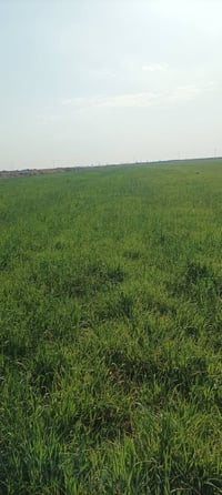 ذنايب شاخة العيسى • ٤٠ دونم • مرعى چاير